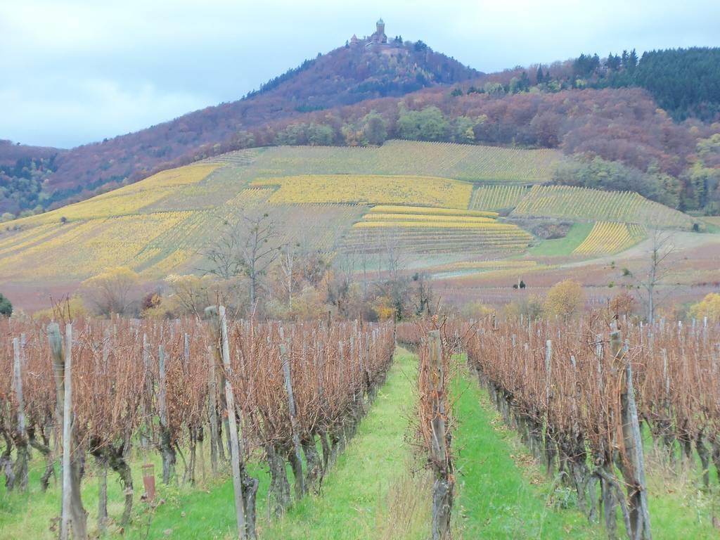 Apartment Route Du Vin Centre Alsace Orschwiller Szoba fotó
