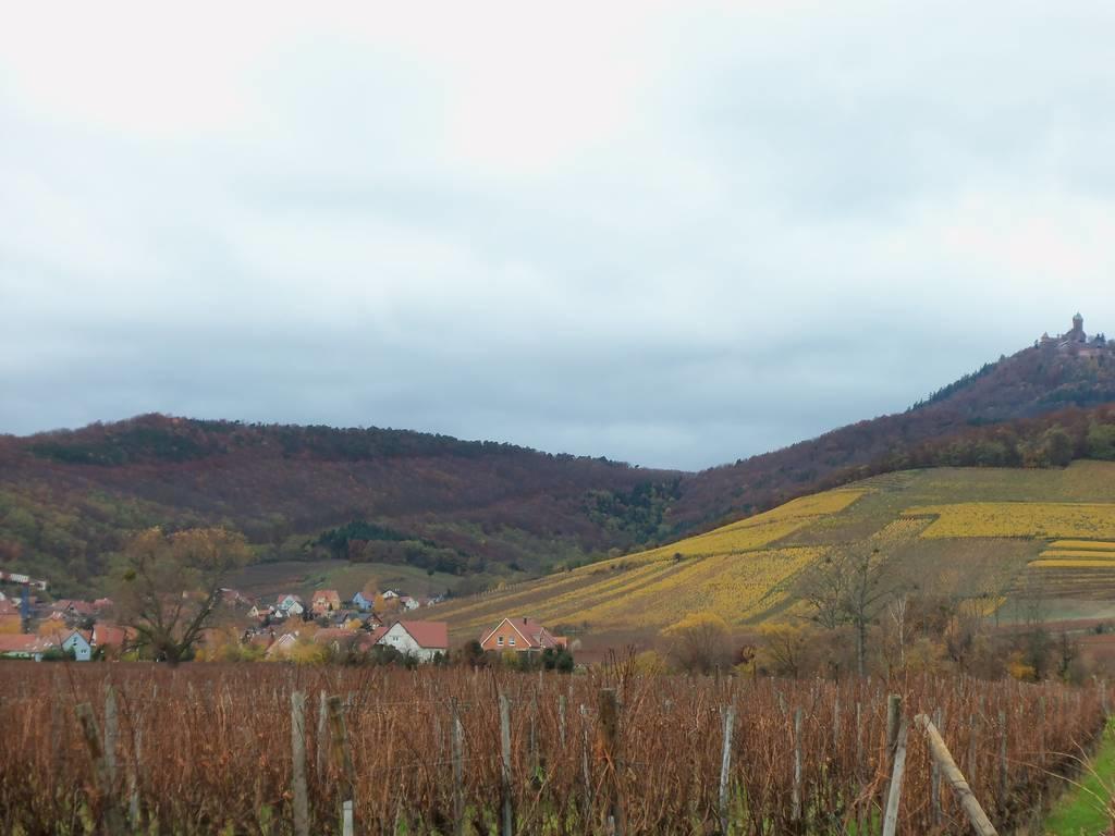 Apartment Route Du Vin Centre Alsace Orschwiller Szoba fotó